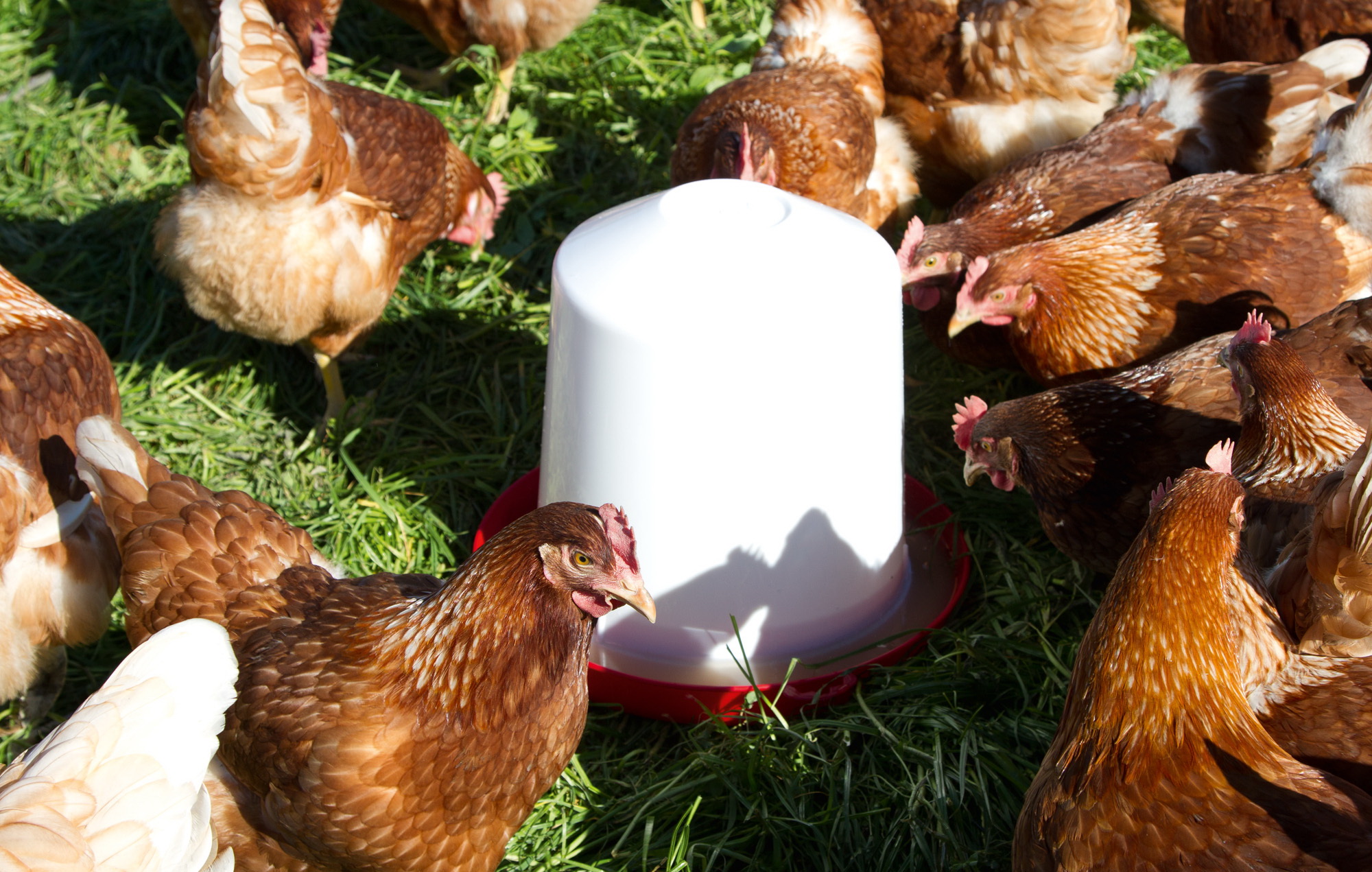 Kunststoff-Tränke 10 l für Küken und Hühner